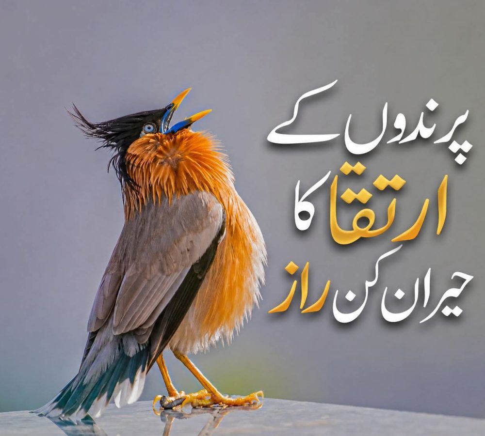 WhatsApp Image 2026-08-01 at 1.27.39 AM